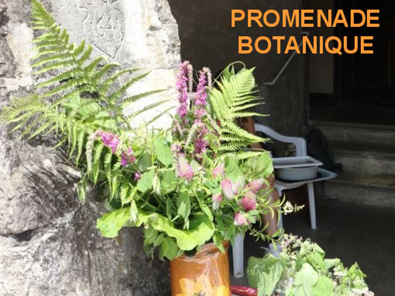 Promenade botanique 7 mars 2026